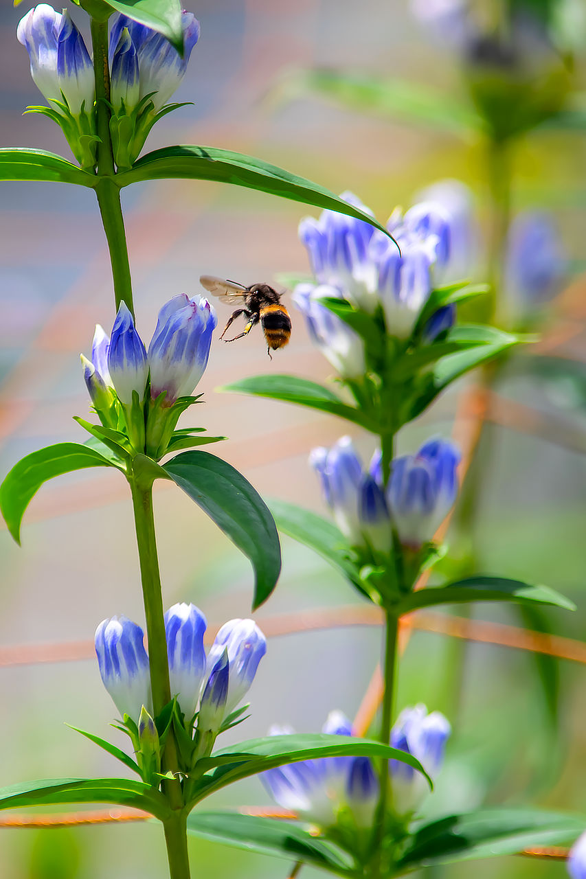 ハチの姿を捉える photo 宮本章光