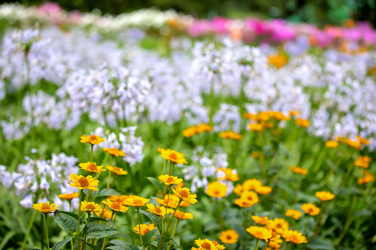 飯舘村一期一会の花たちへ photo 宮本章光