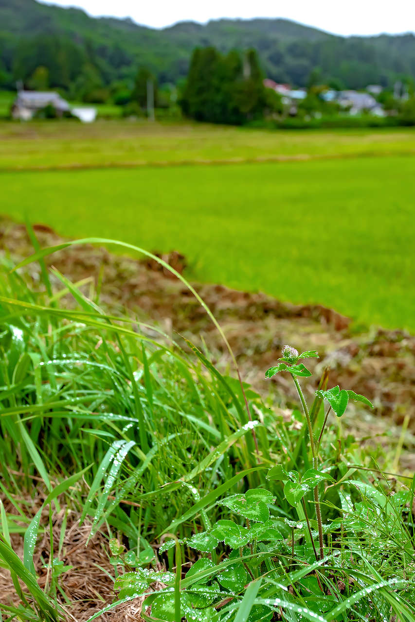 雨上がり飯舘村の畦道 photo 宮本章光 