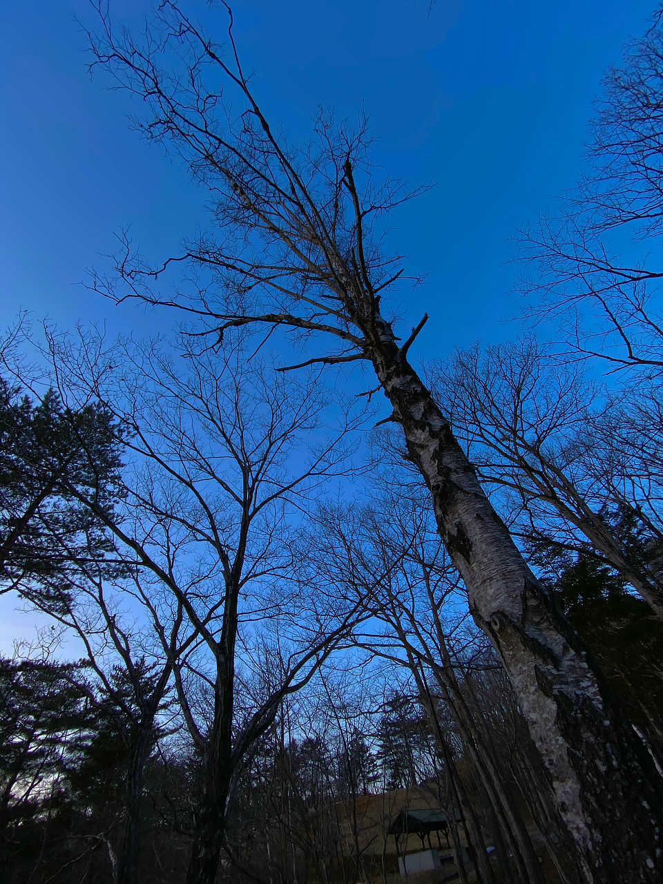 冬の飯舘村で出会う樹々 photo 宮本章光