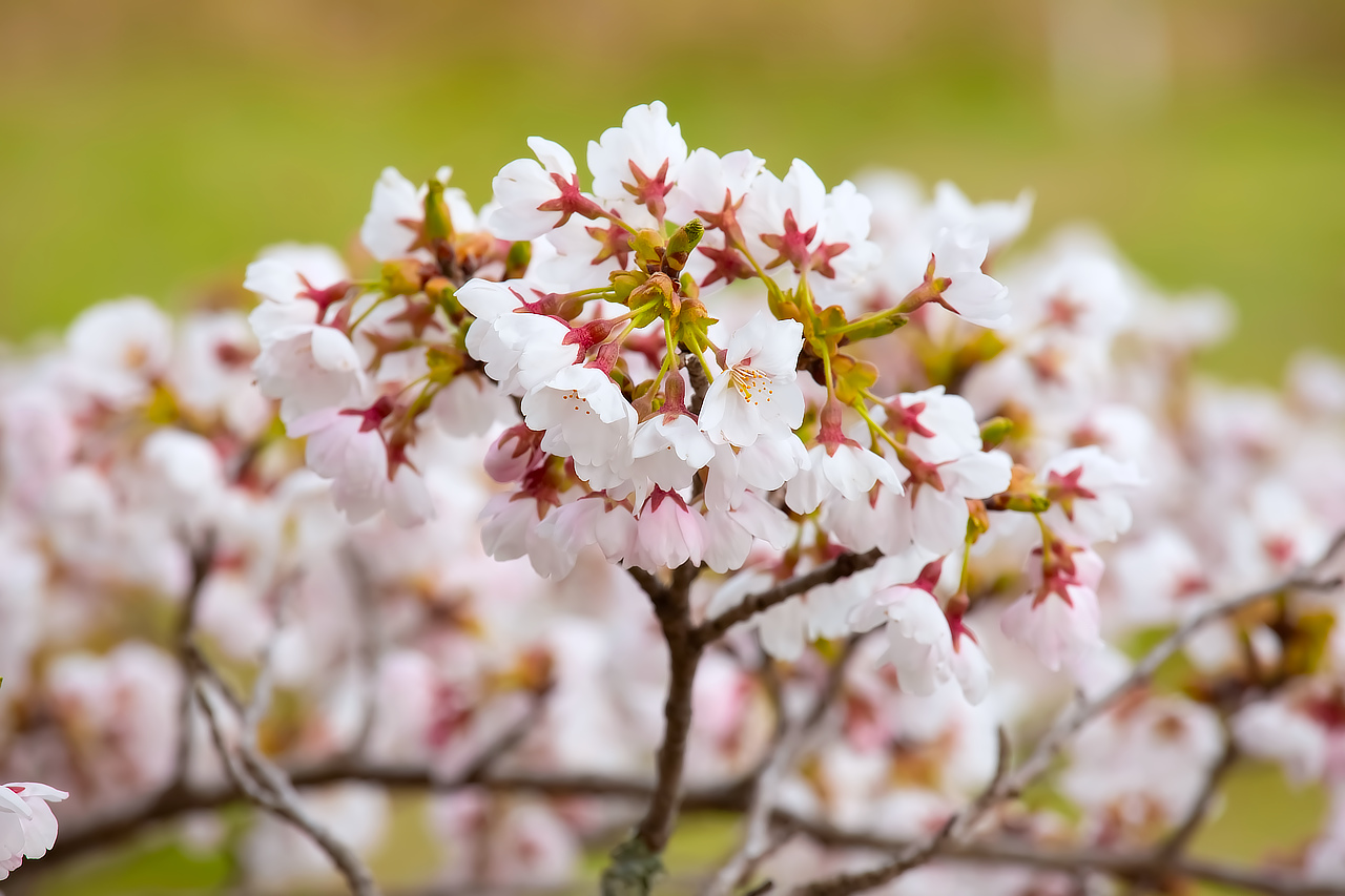 飯舘村で迎える春 photo 宮本章光