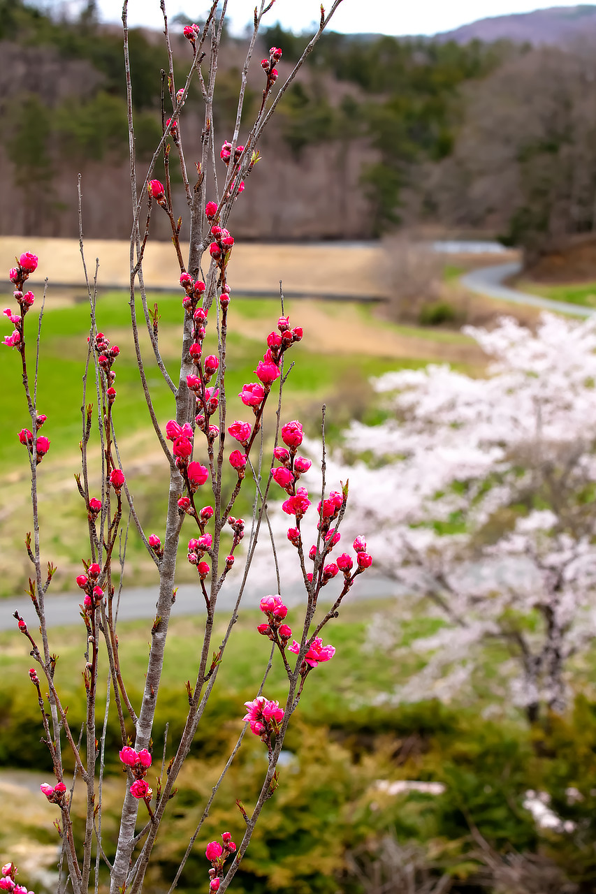 飯舘の春の印象 photo 宮本章光