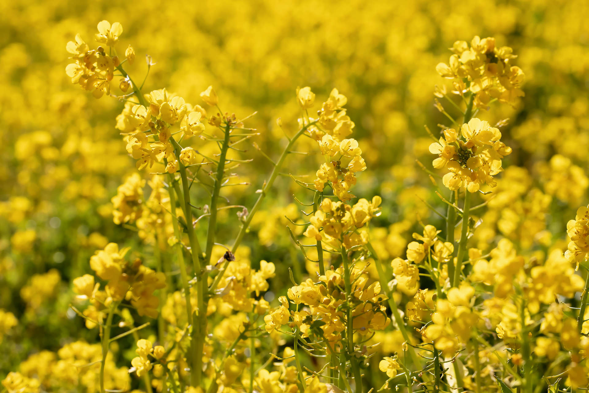 飯舘村の春を感じてみる photo 宮本章光