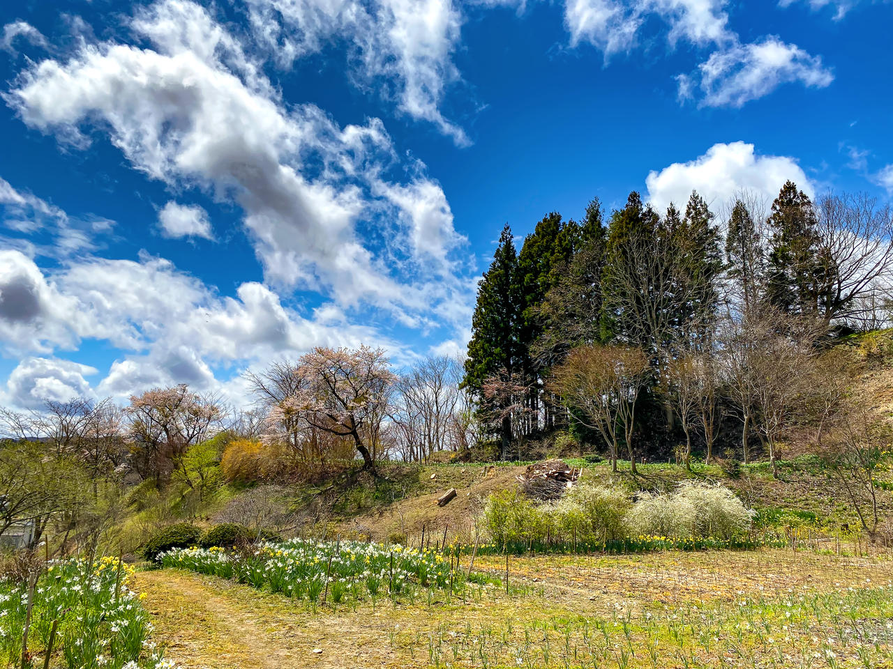 飯舘村で迎える春 photo 宮本章光