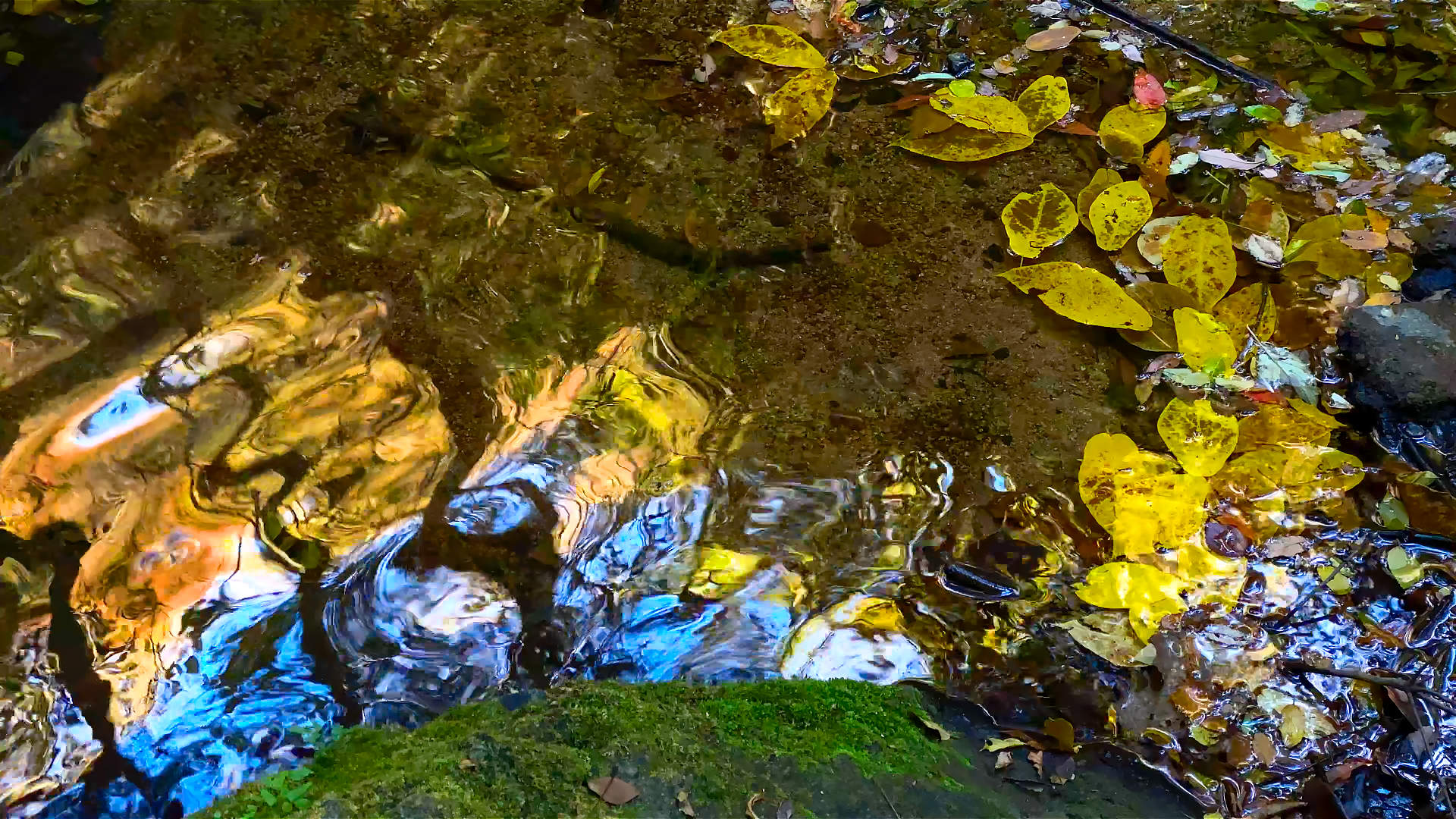 NeturePhoto AKIRA MIYAMOTO