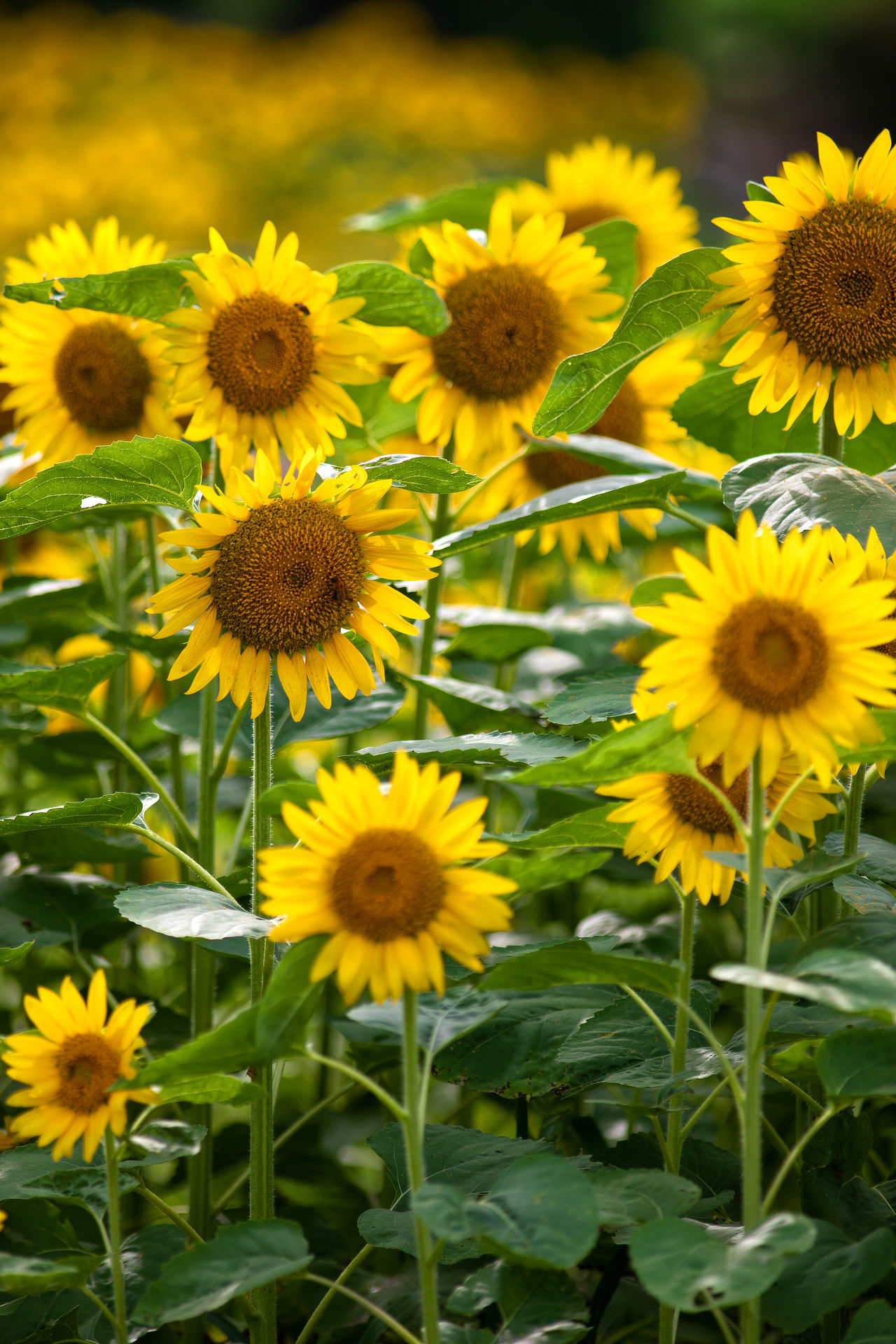 飯舘村のひまわり photo AKIRA MIYAMOTO