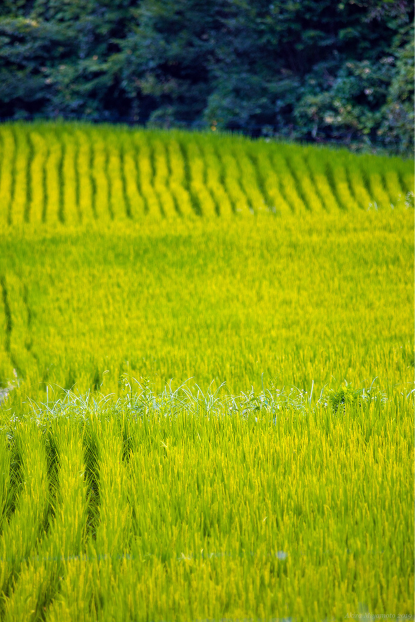飯舘の夏・photo 宮本章光