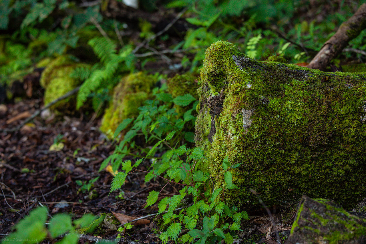 photo AKIRA MIYAMOTO